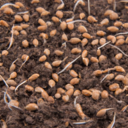 The Ultimate Guide to Grass Seed Growth: Factors, Planting Tips, and Troubleshooting