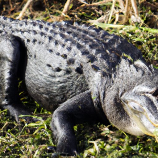 Alligators in Florida: Population Count, Cultural Significance, and Conservation Efforts
