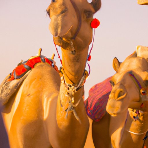 How Many Camels Am I Worth: Understanding the Cultural Significance of Camel Trading and Ownership