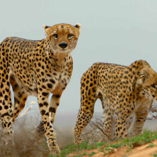 The Current State of Cheetahs: How Many are Left in the World?
