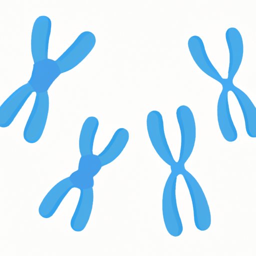 The Ultimate Guide: How Many Chromosomes Are in a Human Gamete?