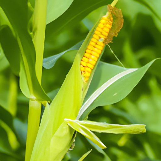 How Many Corn Ears Per Stalk: Biology, Growth, and Management