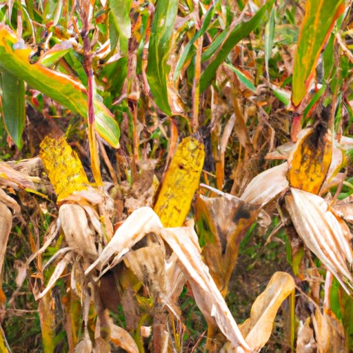 How Many Ears of Corn Per Stalk? Understanding Factors Affecting Yield