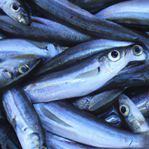 How Many Fish Are in The Ocean: Exploring The Countless Species of the Ocean