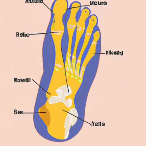 The Anatomy of the Foot: How Many Bones Do We Have?