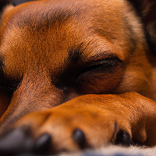 How Many Hours a Day Does a Dog Sleep? A Comprehensive Guide to Understanding Your Dog’s Sleep Habits
