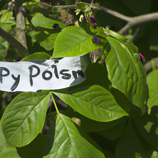 How Many Leaves Does Poison Ivy Have? A Comprehensive Guide to Identifying and Avoiding Poison Ivy