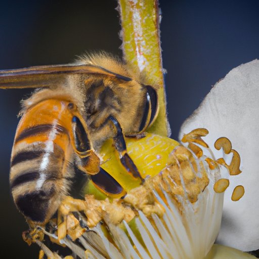 How Many Legs Do Bees Have? The Truth About Bee Anatomy