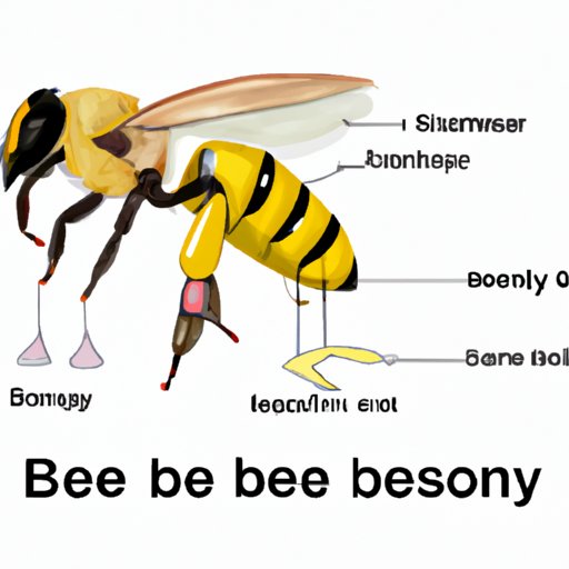The Anatomy of a Bee: How Many Legs Do They Have?