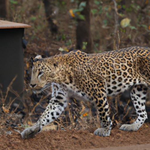 How Many Leopards Are Left in the World: A Call to Action for Conservation