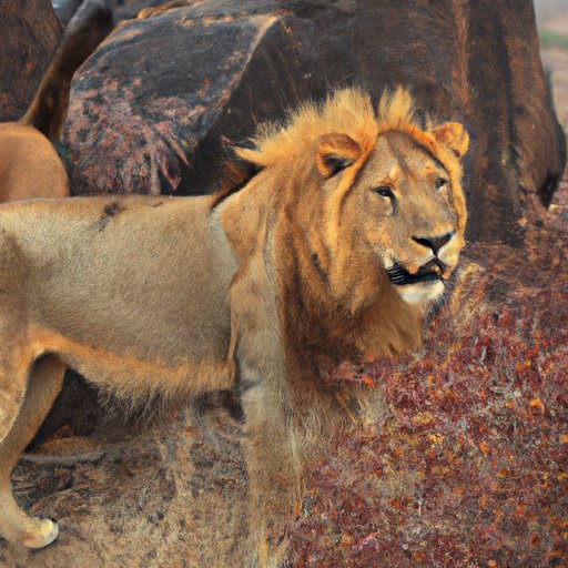 The King of the Jungle is Disappearing: A Comprehensive Look at the Dwindling Lion Populations Worldwide