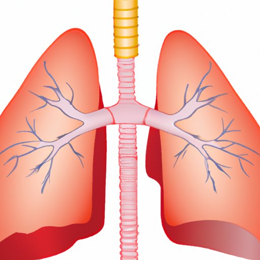 The Truth About How Many Lungs You Actually Have: Understanding Lung Anatomy and Function