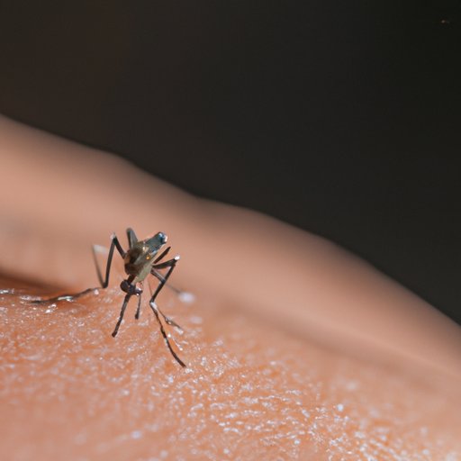 The Dangers of Too Many Mosquito Bites: What You Need to Know