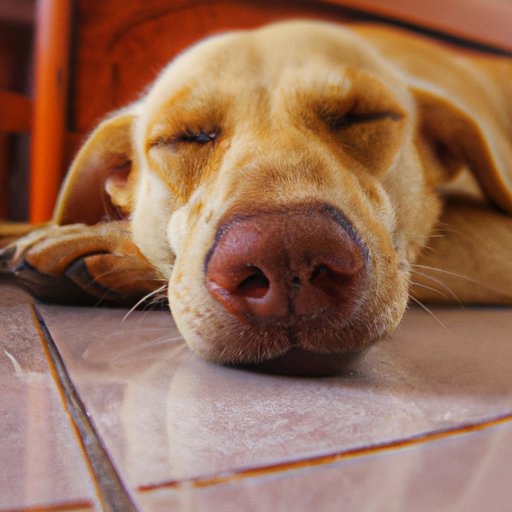 Dogs Have Multiple Nipples: Understanding Their Importance and Physiology