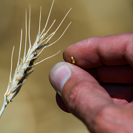 How Many Pounds in a Bushel: A Guide for Accurate Measurements