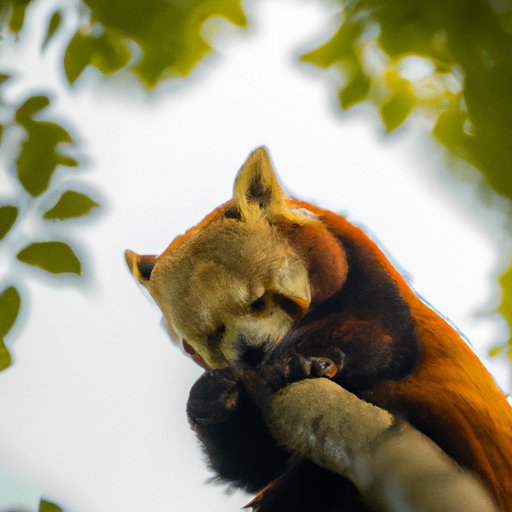 The Plight of the Red Panda: Examining Current Populations and Conservation Efforts
