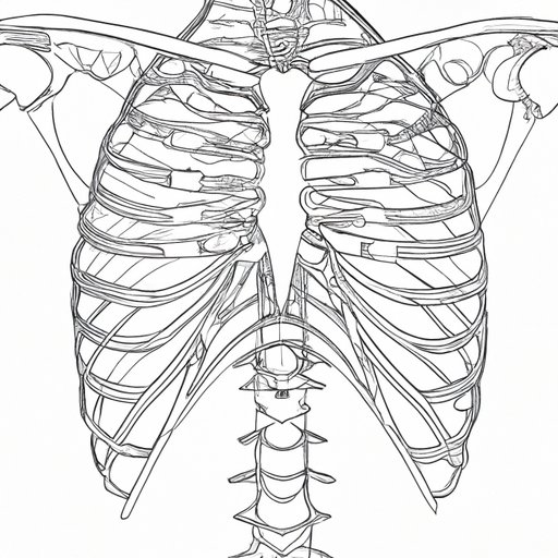 How Many Ribs Does the Human Have? Exploring the Anatomy and Evolution of Ribcage