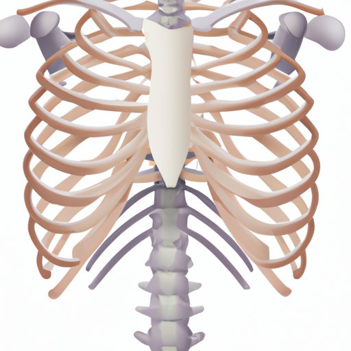How Many Ribs in the Human Body? Exploring the Anatomy and Importance of the Rib Cage
