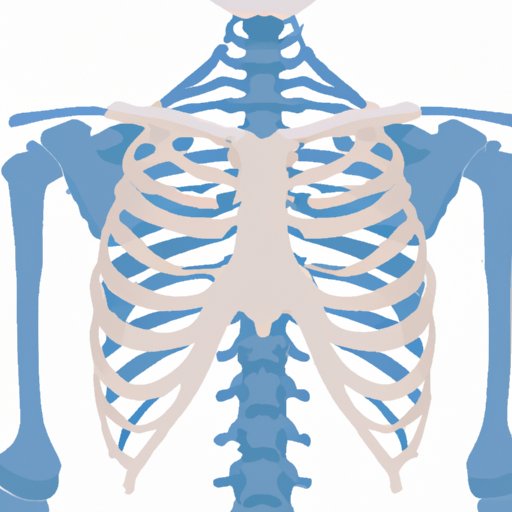 How Many Ribs on the Human Body: A Comprehensive Guide