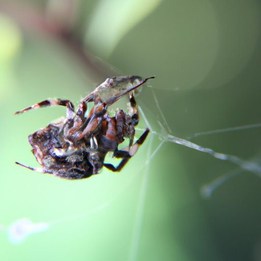 How Many Spiders Do You Eat in Your Sleep? The Truth About Spider Infestations and Arachnophobia