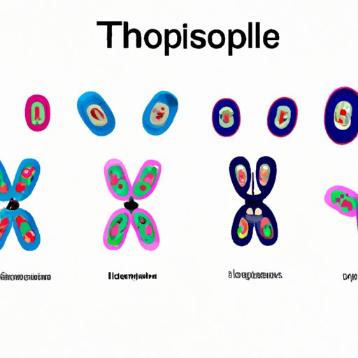 A Complete Guide to the Six Stages of Mitosis: Understanding the Basics of Cell Division