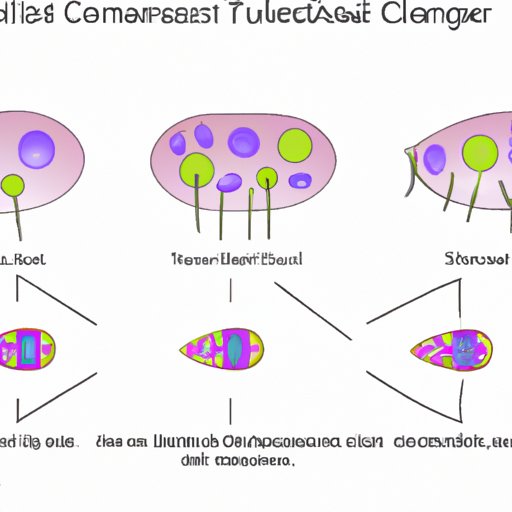 Exploring the Different Forms and Stages of Cellular Transformations