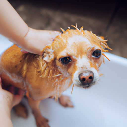 How Often Should You Bathe Your Dog? A Veterinary Guide