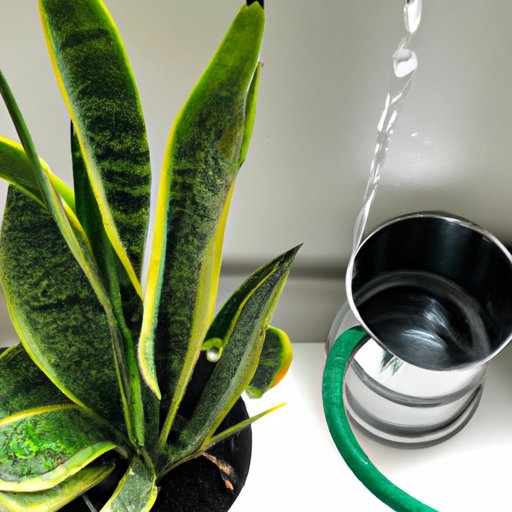 How Often to Water Snake Plant: A Guide to Keeping Your Indoor Plant Healthy
