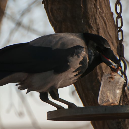 How to Attract Crows: Tips and Tricks