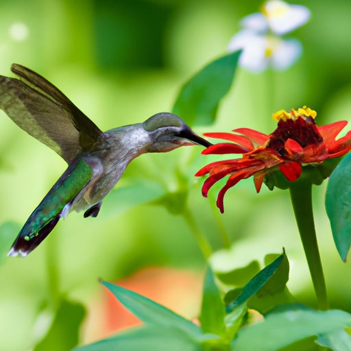 How to Attract Hummingbirds: A Guide to Creating an Oasis in Your Garden