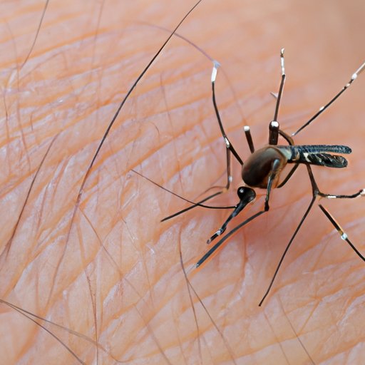 How to Bite a Mosquito Back: Exploring Best Practices for Keeping Mosquitoes at Bay