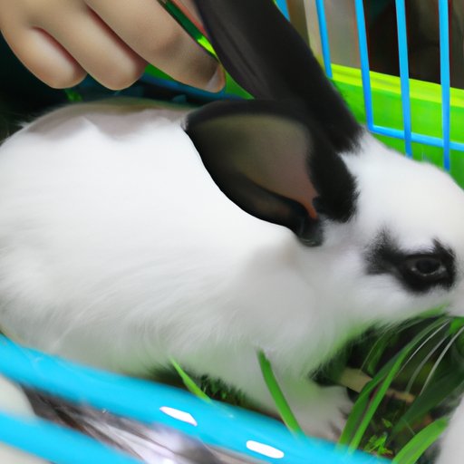 Everything You Need to Know About Breeding Blabbits: A Guide to Successful Reproduction