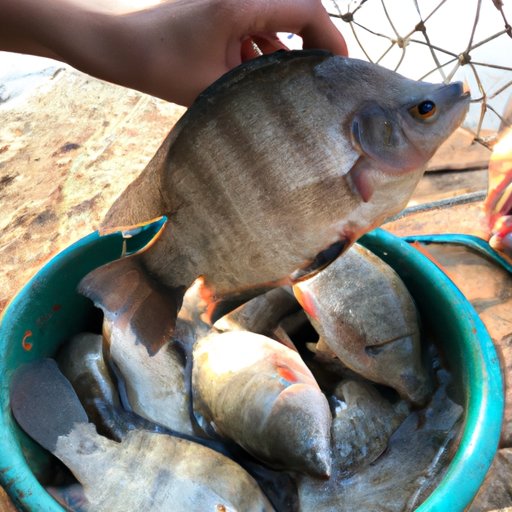 Breeding G Joob: A Step-by-Step Guide to Create a Healthy Breeding Environment