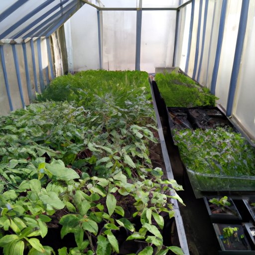 How to Build a Greenhouse: A Step-by-Step Guide to Creating Your Personal Garden