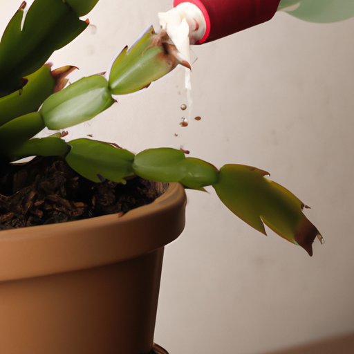 How to Care for Your Christmas Cactus: A Comprehensive Guide