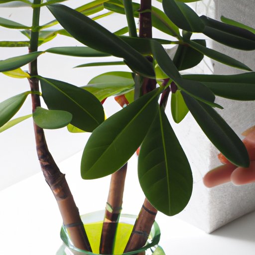 Caring for Your Money Tree: Tips and Guidelines for a Thriving Plant
