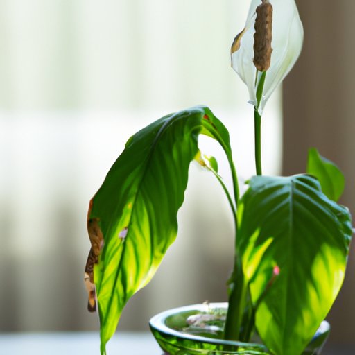 The Ultimate Guide to Caring for Your Peace Lily: Tips and Tricks