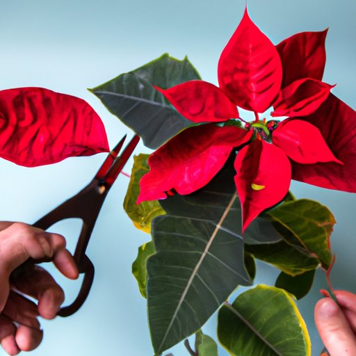 How to Care for a Poinsettia: Perfect Tips for Keeping Your Plant Healthy