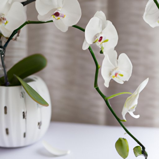 Orchid Care: Tips, Do’s and Don’ts, Expert Advice, Maintenance, and Troubleshooting