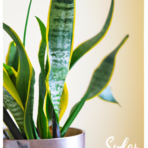 Snake Plant Care: Tips and Tricks for Healthy Growth
