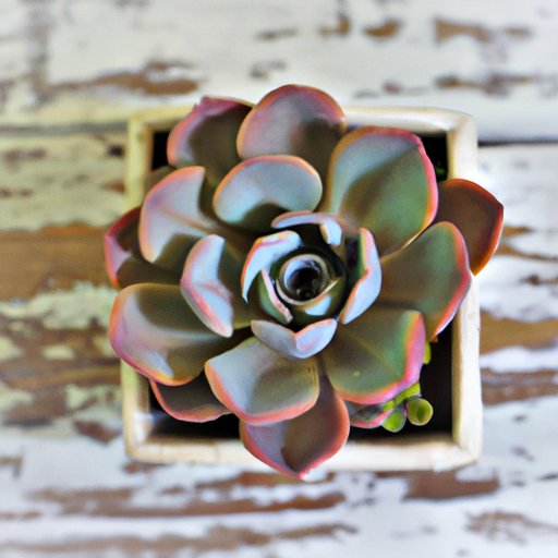 Caring for Succulents: The Ultimate Guide to Healthy and Happy Plants