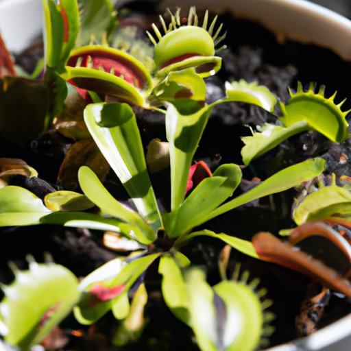 How to Care for Venus Fly Trap: A Comprehensive Guide