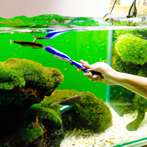 How to Clean a Fish Tank: The Ultimate Guide to Keeping Your Fish Happy and Healthy