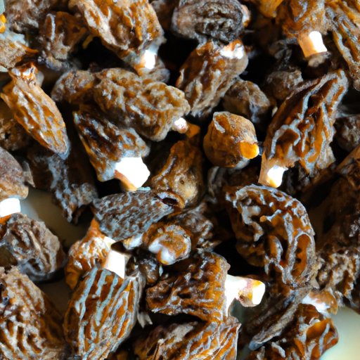 A Beginner’s Guide to Cooking with Morel Mushrooms: Tips, Recipes, and More