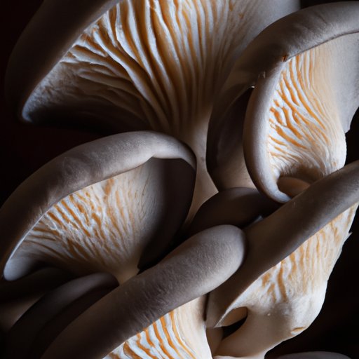 The Ultimate Beginner’s Guide to Cooking Oyster Mushrooms: Tips, Recipes, and More