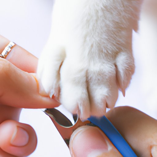 How to Cut Cat Nails: A Step-by-Step Guide