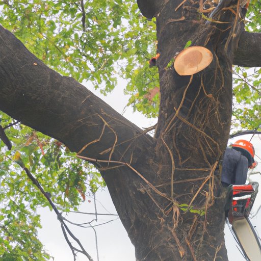How to Cut Down a Tree: A Complete Guide to Safe and Efficient Tree Removal