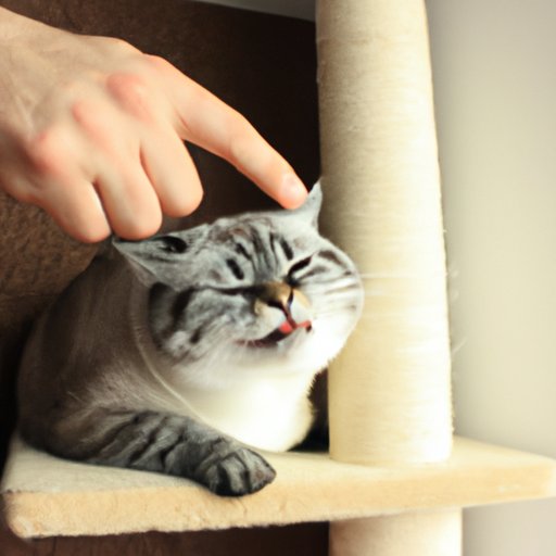 How to Discipline a Cat: Tips, Tricks, and Strategies for Pet Owners