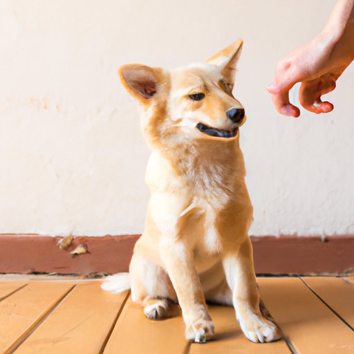 Disciplining Your Puppy: Taking the First Steps to Raising a Well-behaved Furry Friend