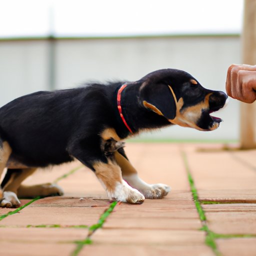 How to Get Your Puppy to Stop Biting: A Comprehensive Guide